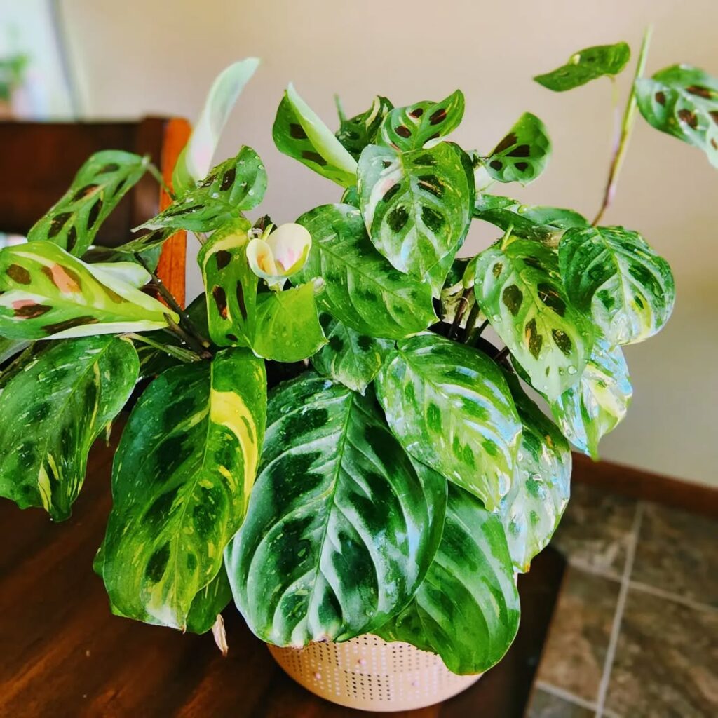 Maranta leuconeura Beauty Kim 1