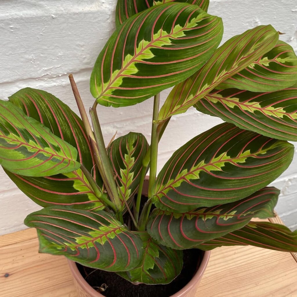 Maranta leuconeura Fascinator 1