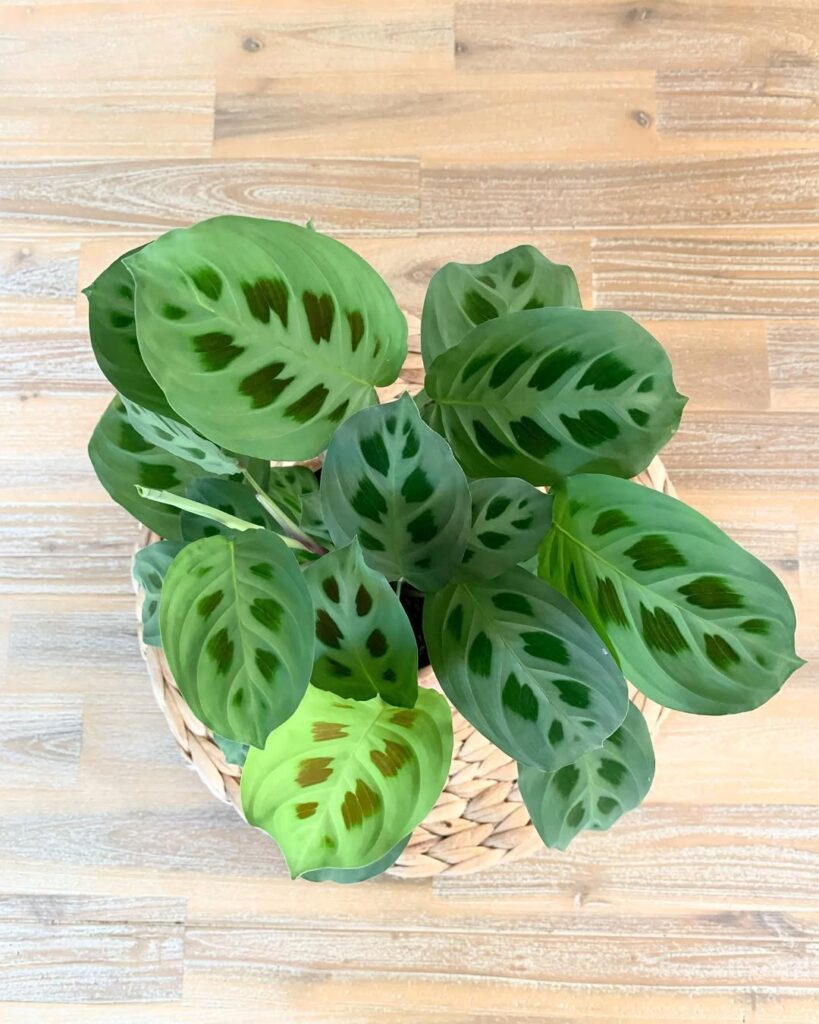 Maranta leuconeura Kerchoveana
