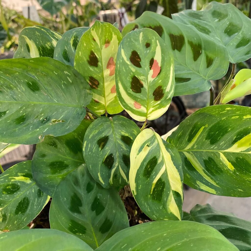 Maranta leuconeura Kerchoveana Variegata