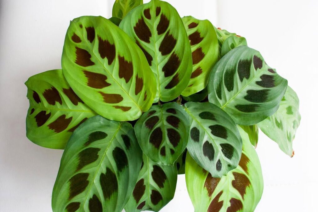 Maranta leuconeura Kim