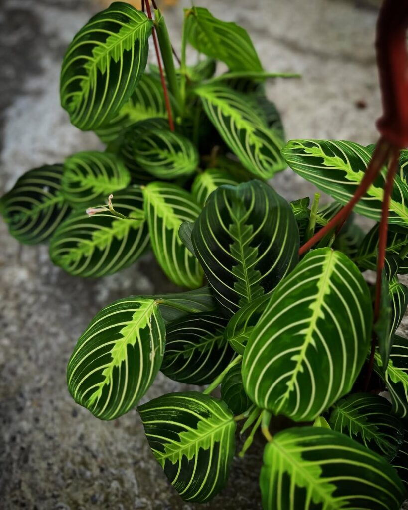 Maranta leuconeura Lemon Lime