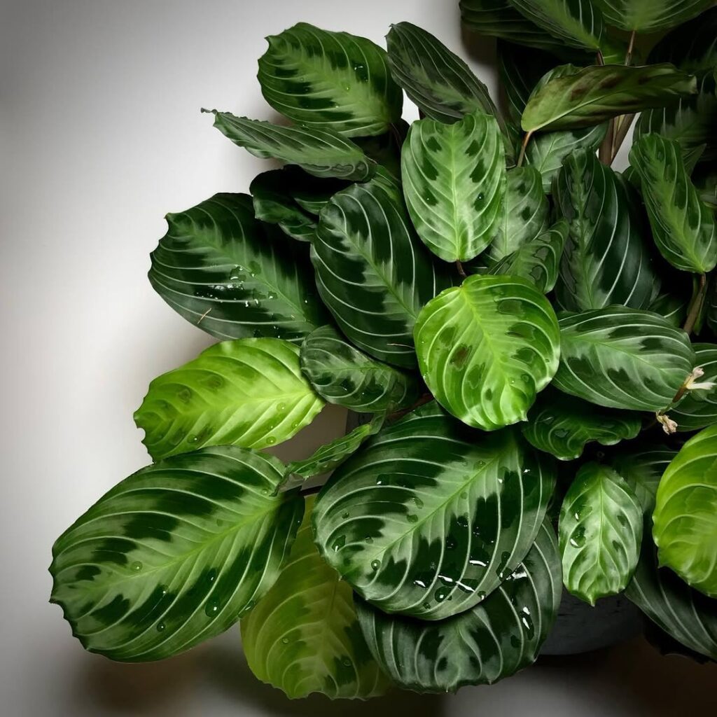 Maranta leuconeura Massangeana