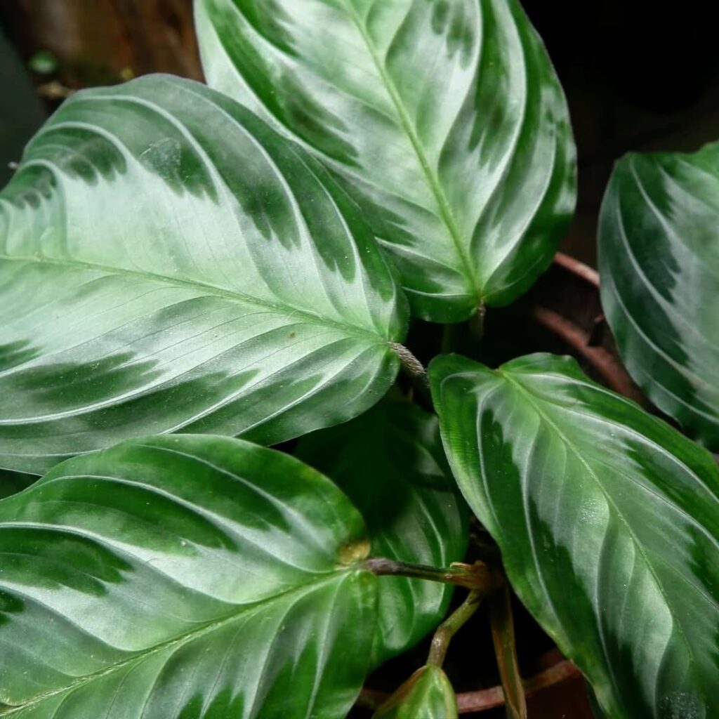 Maranta leuconeura Silver Band