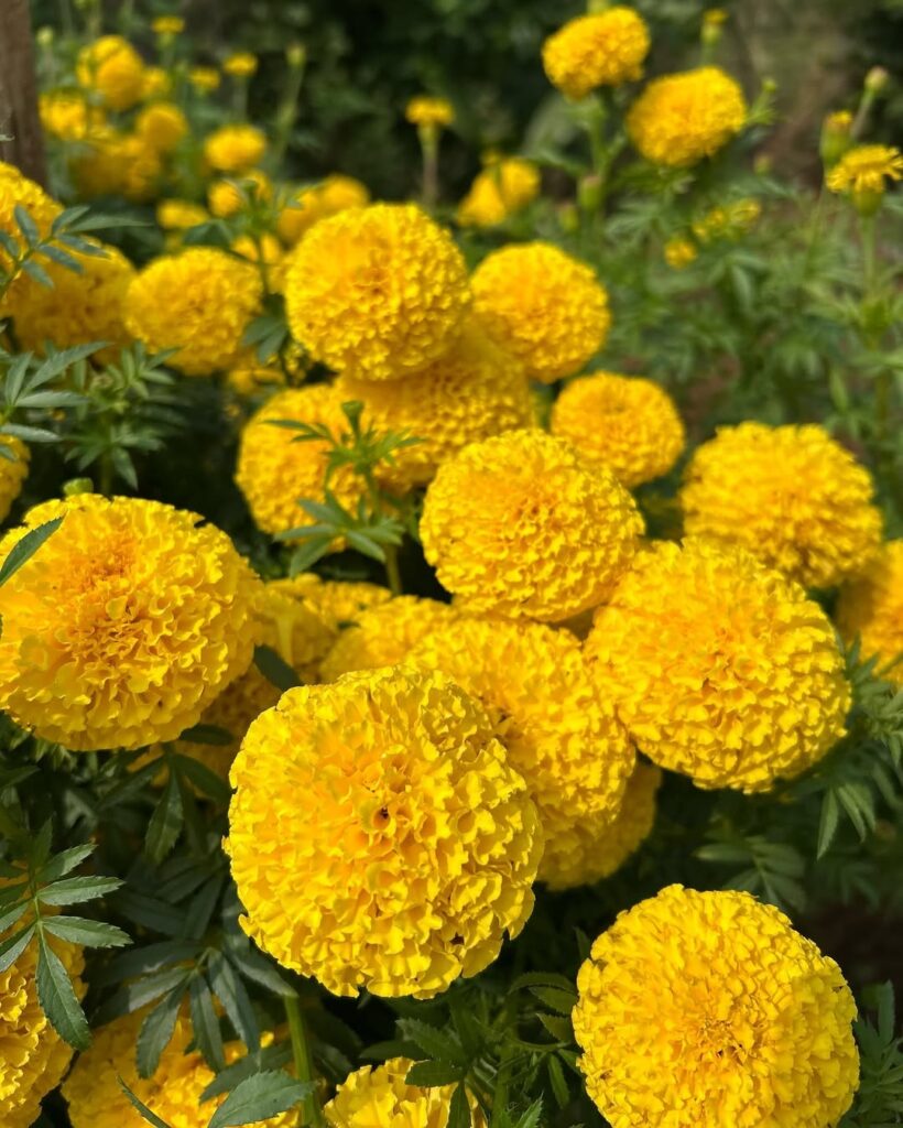 Marigolds