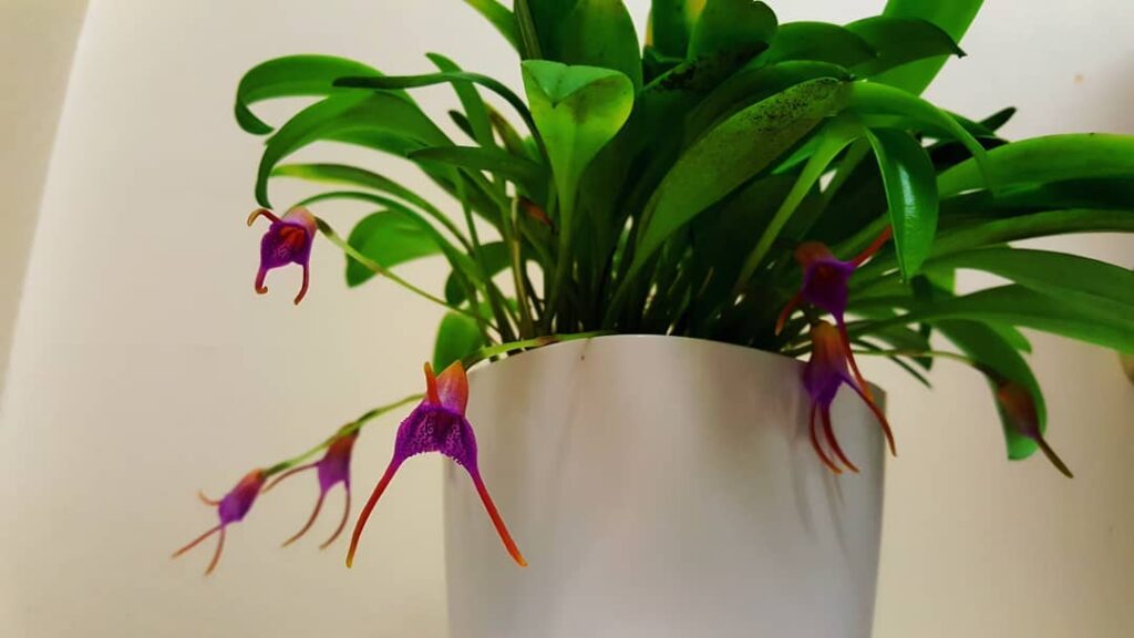 Masdevallia