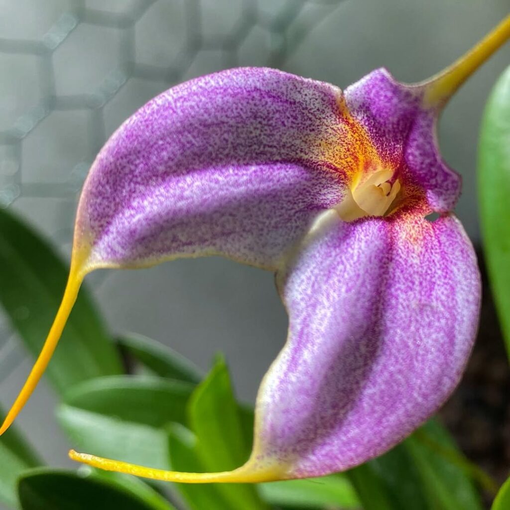 Masdevallia hybrid