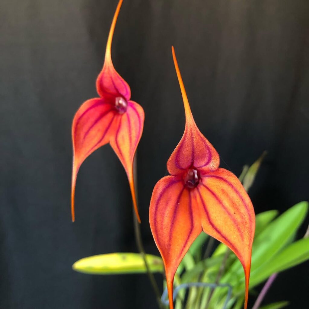 Masdevallia orchids