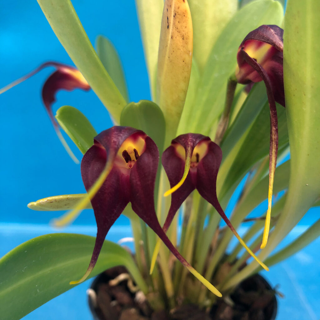 Masdevallia rolfeana 1