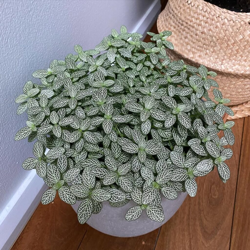 Metallic Silver Nerve Plant