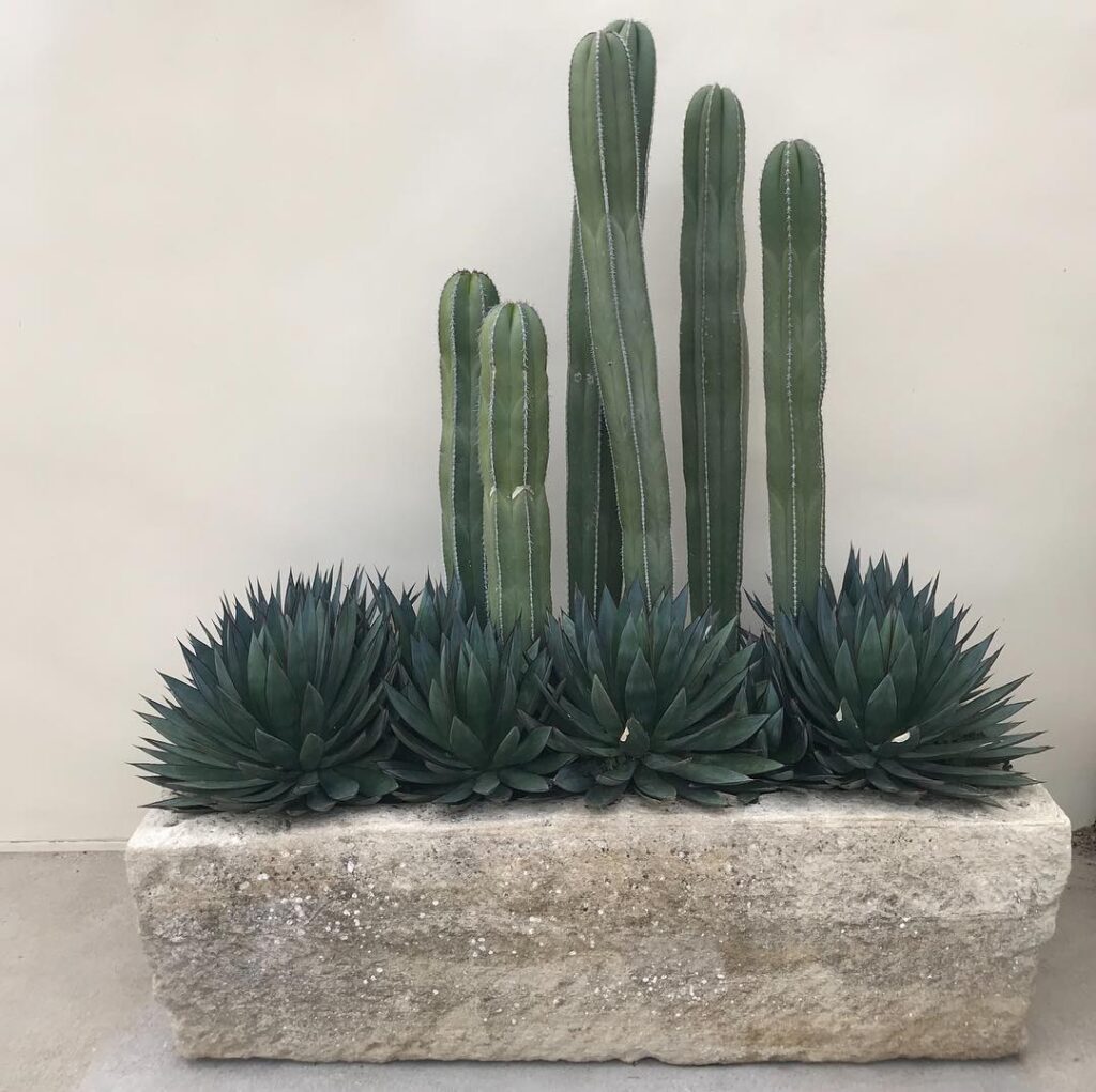 Mexican Fence Post Cactus