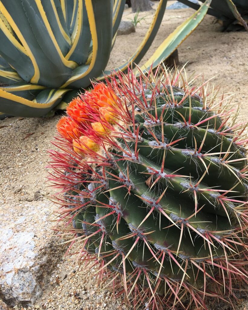 Mexican Fire Barrel