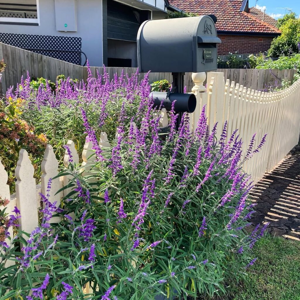 Mexican Sage