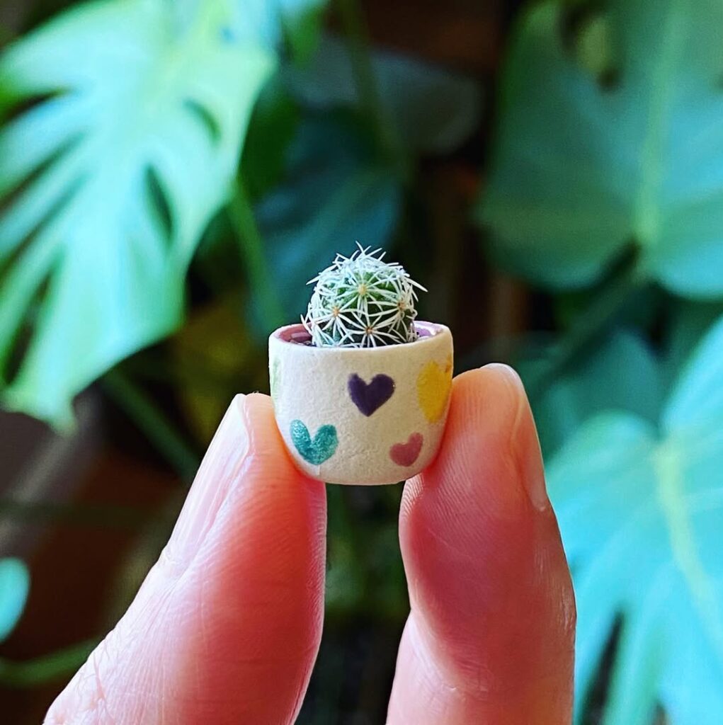Mexican Snowball Cactus