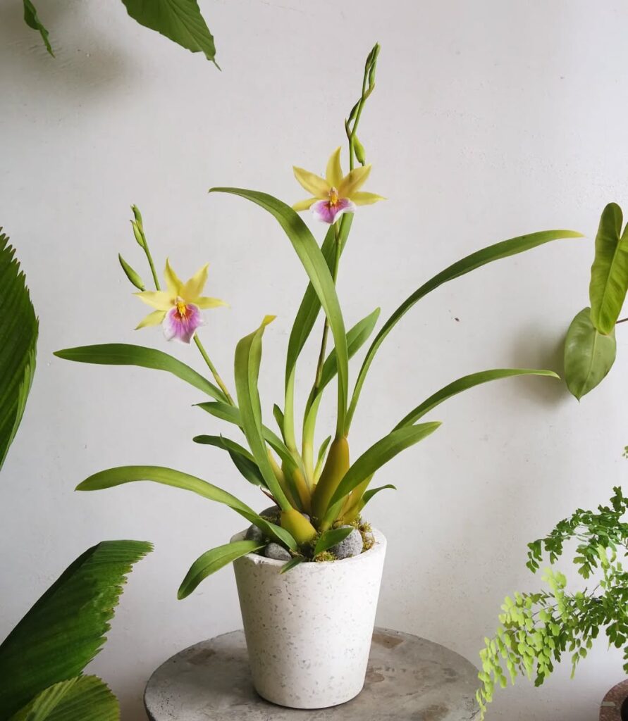 Miltonia Sunset