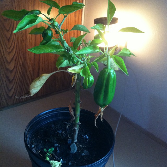 Mini Bell Peppers