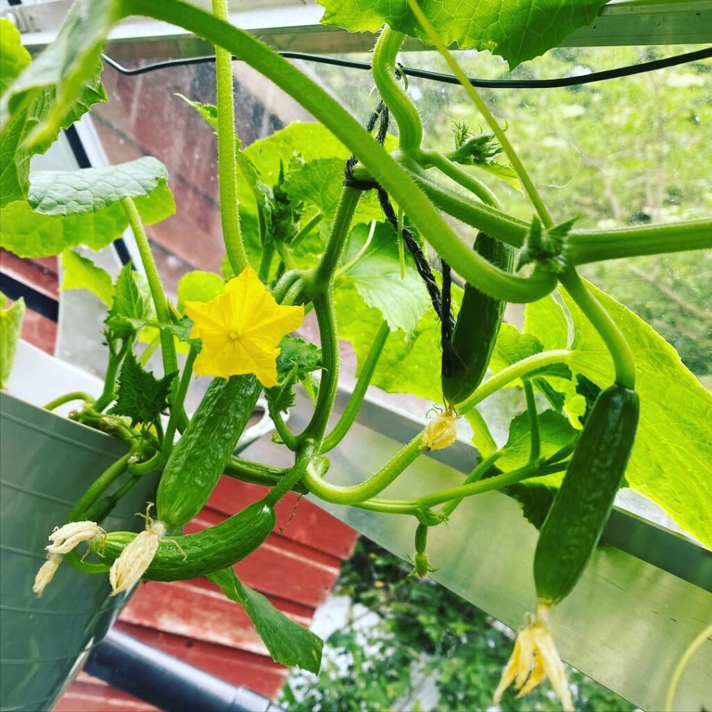 Mini Cucumber