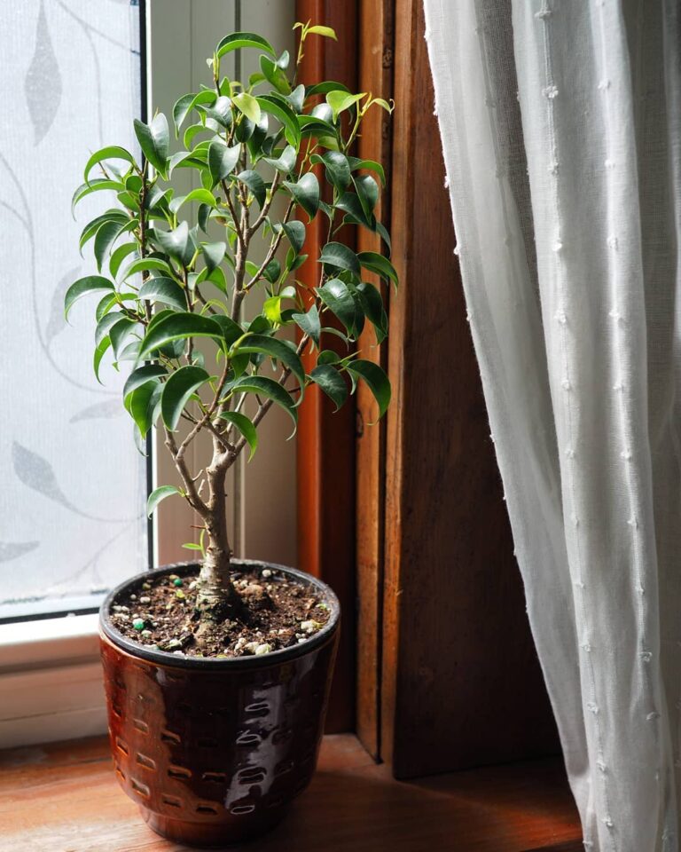 11 Tiny Ficus Trees That Fit Small Spaces