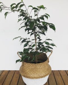 11 Tiny Ficus Trees That Fit Small Spaces | Houseplant Alley