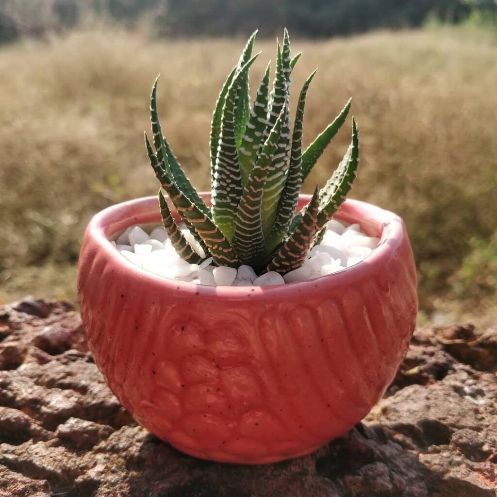 Miniature Haworthia Zebra Plant