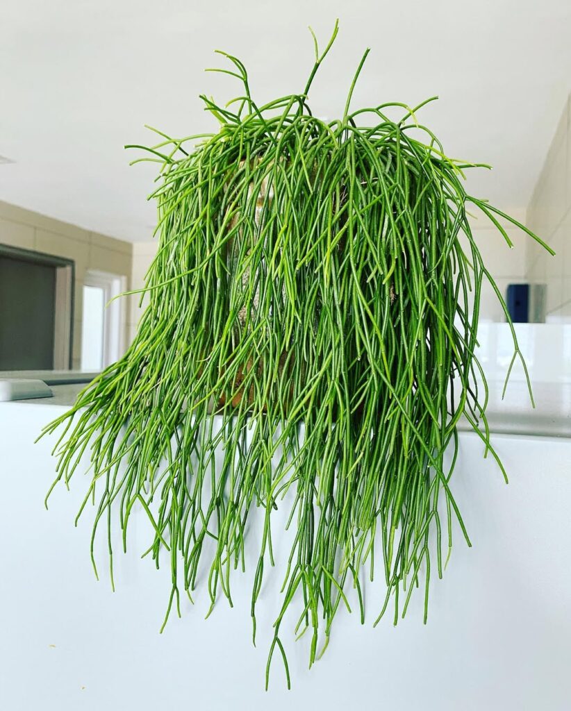 Mistletoe Cactus