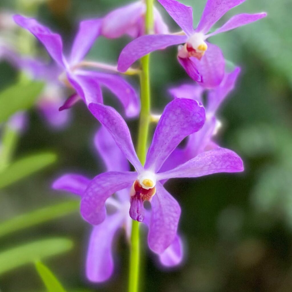 Mokara hybrid