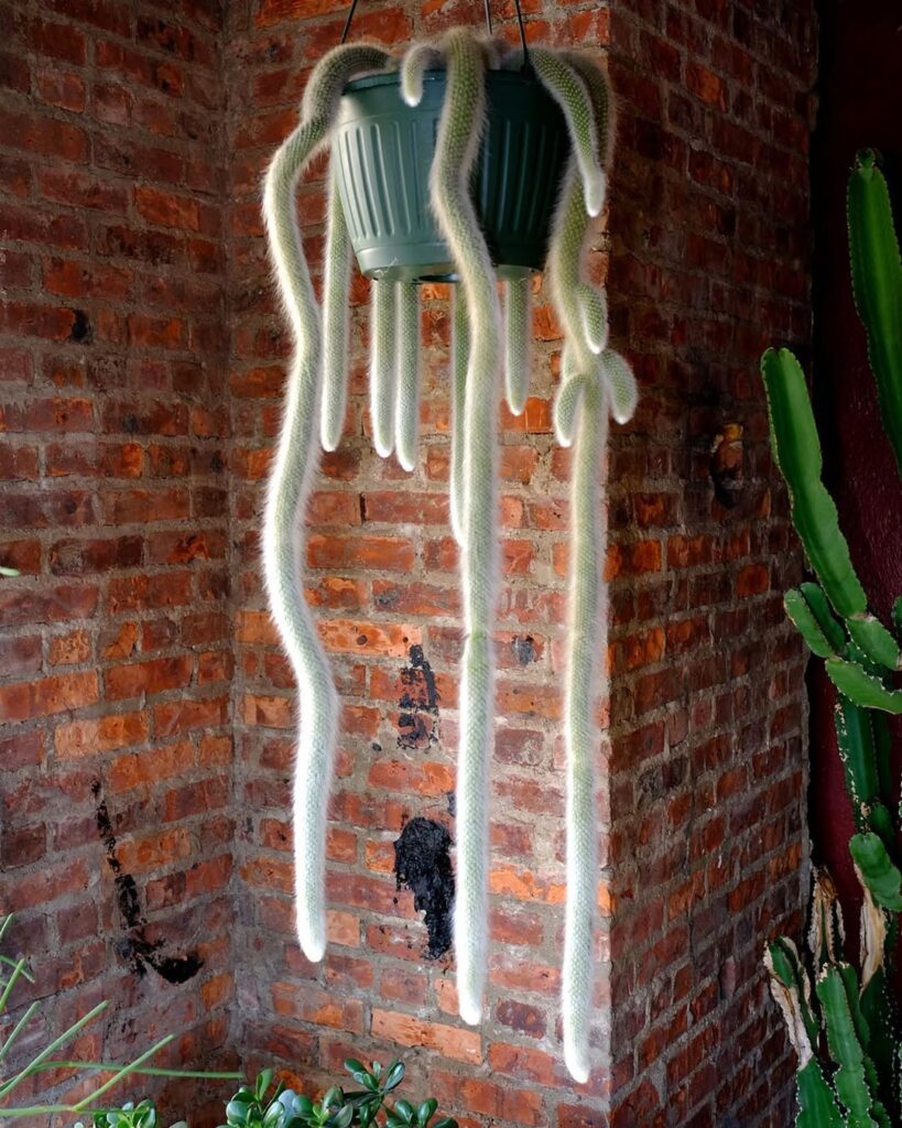 Monkey Tail Cactus