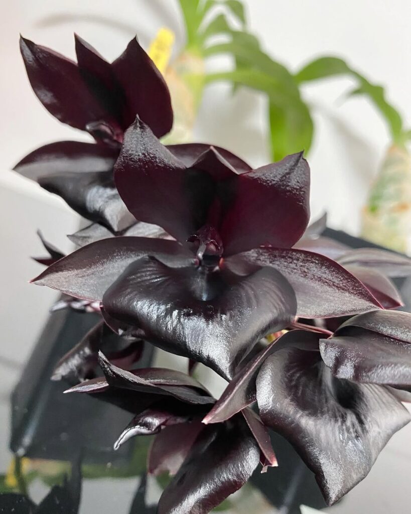 Monnierara Millennium Magic Witchcraft