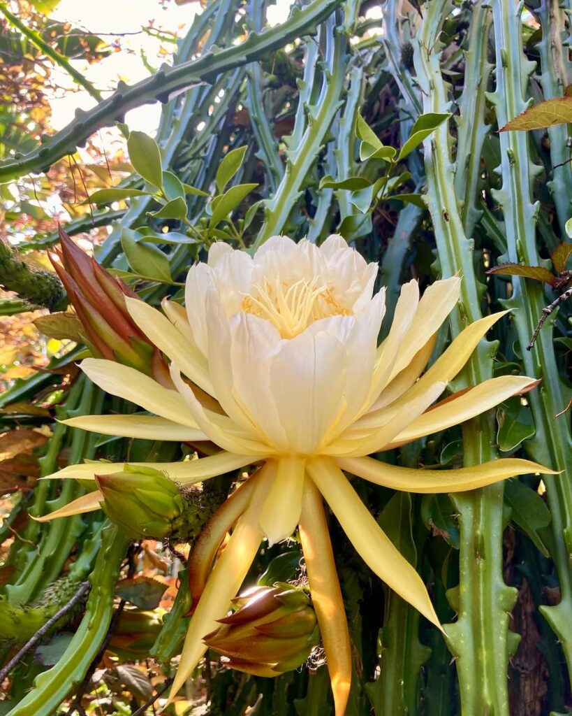 Moon Night Blooming Cactus