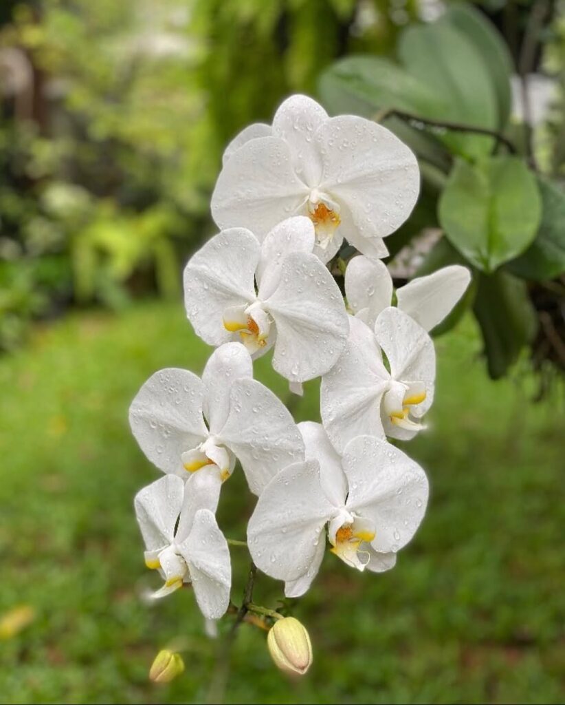 Moon Orchid