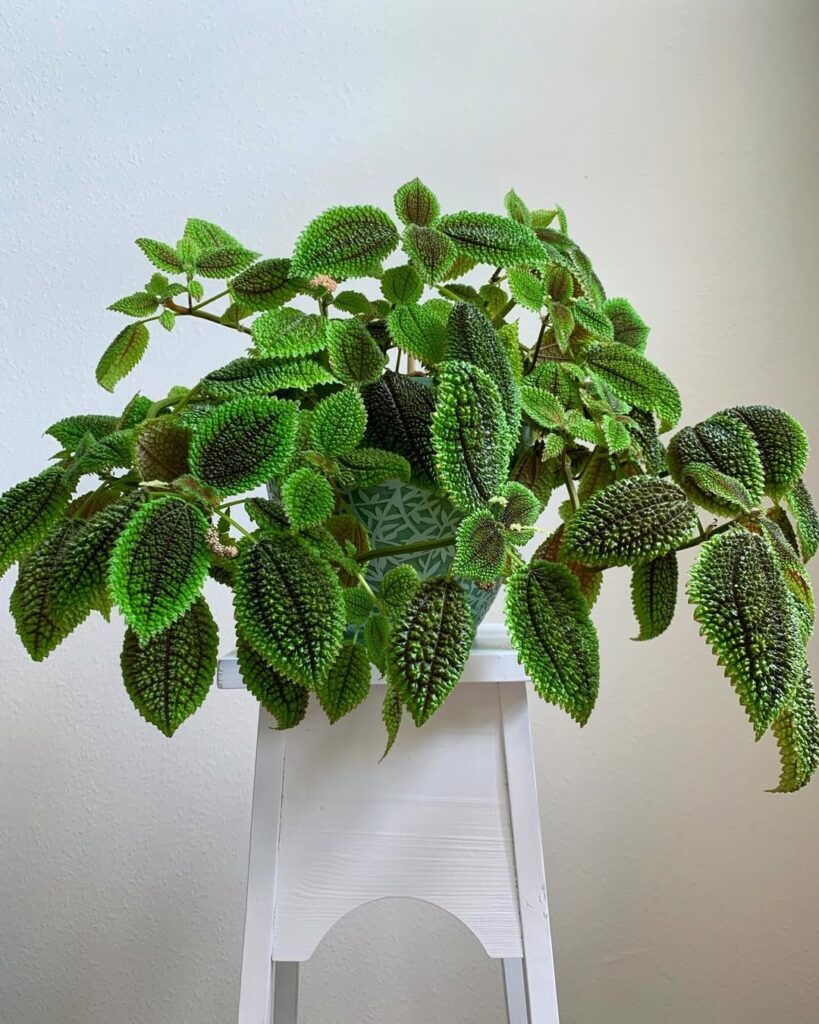 Moon Valley Pilea