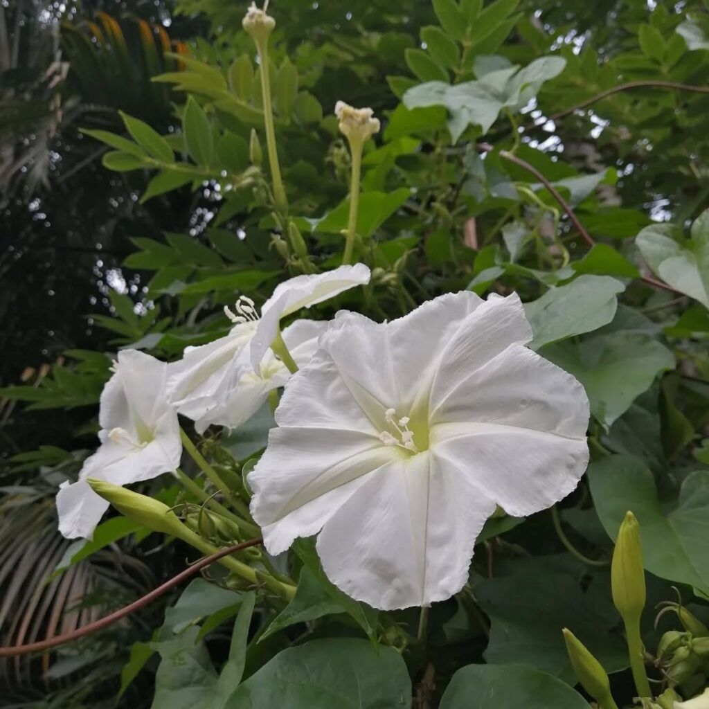 Moonflower