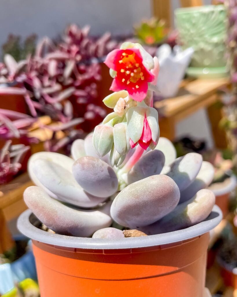 Moonstone Succulent