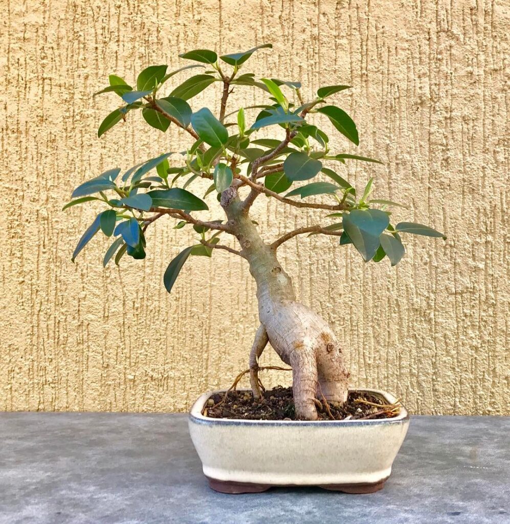 Moreton Bay Fig