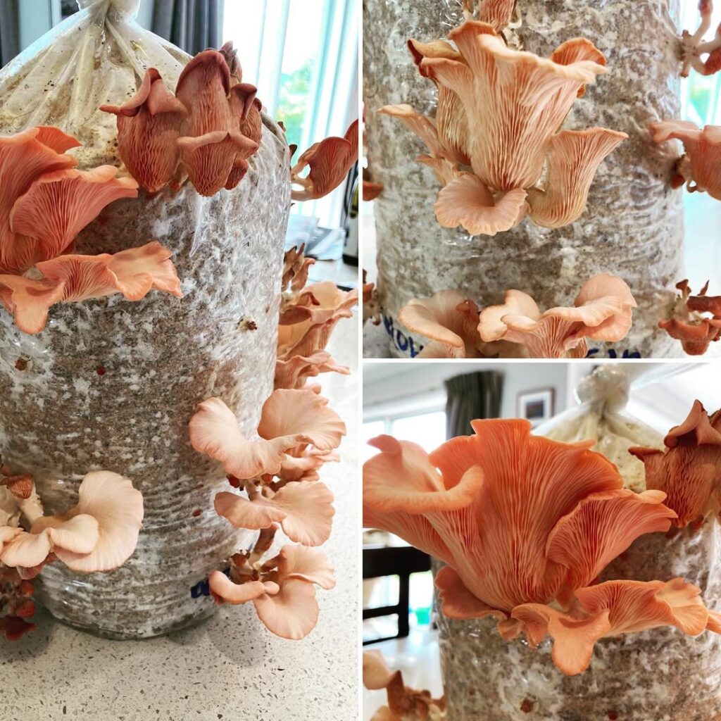 Mushrooms