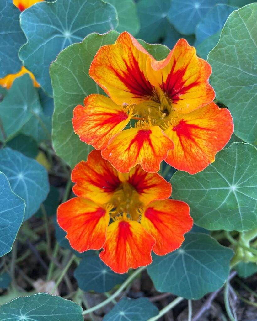 Nasturtium