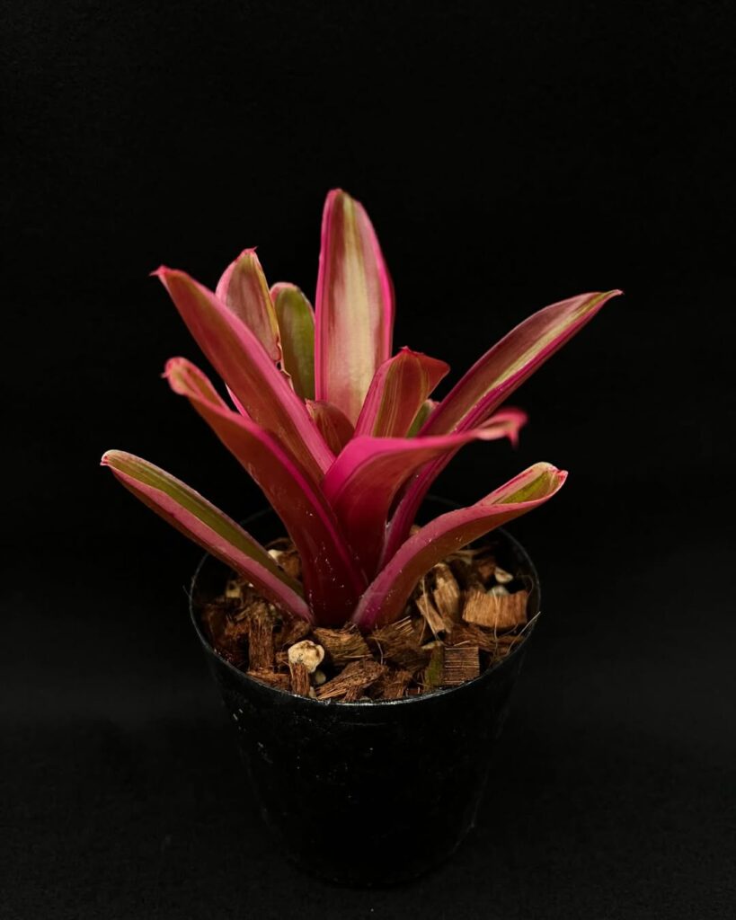 Neoregalia Fireball