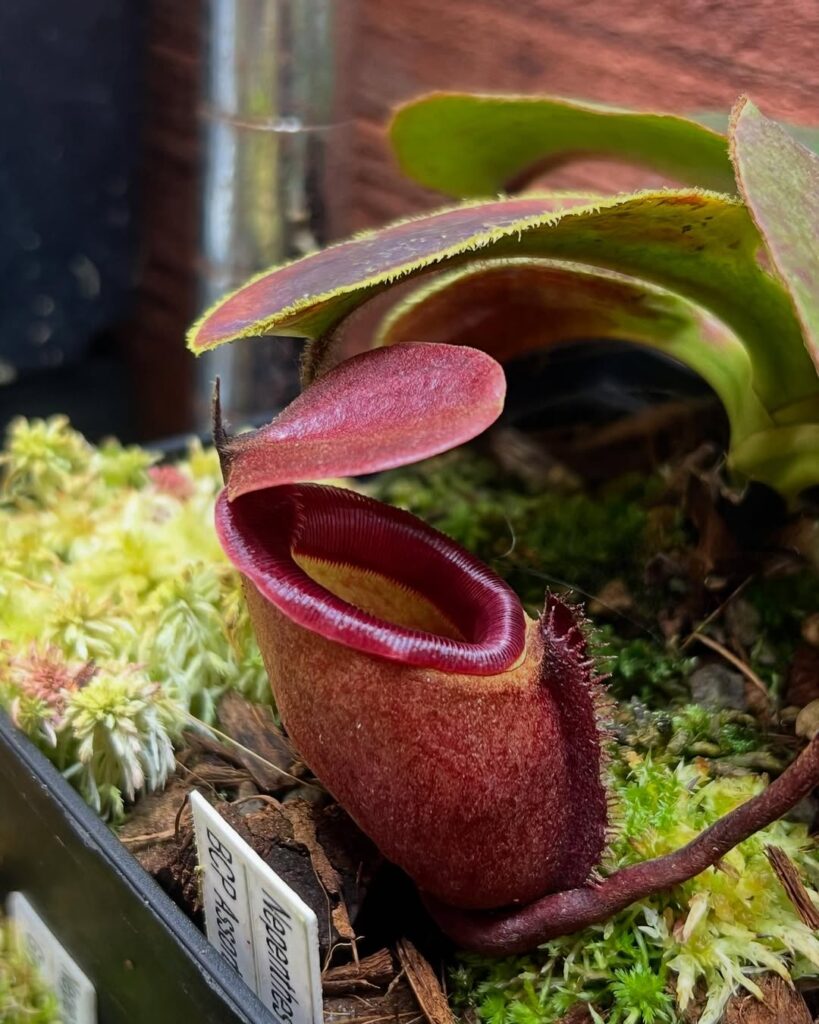 Nepenthes rajah