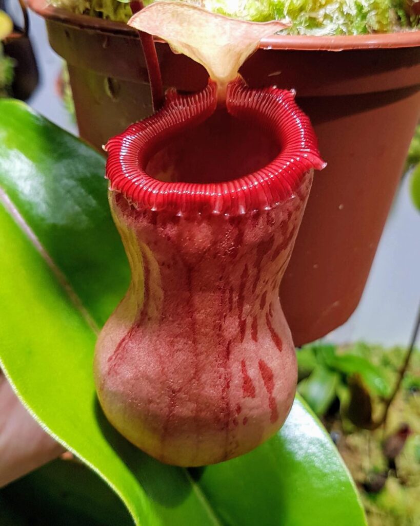 Nepenthes ventricosa