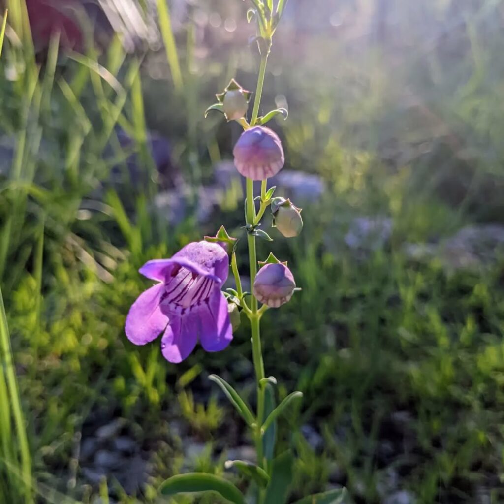 New Mexico Penstemon