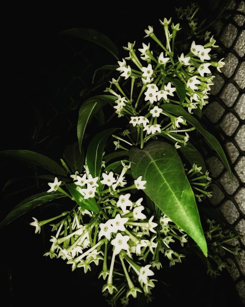Night Blooming Jasmine