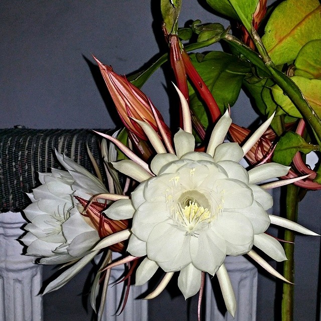 Night Blooming Orchid