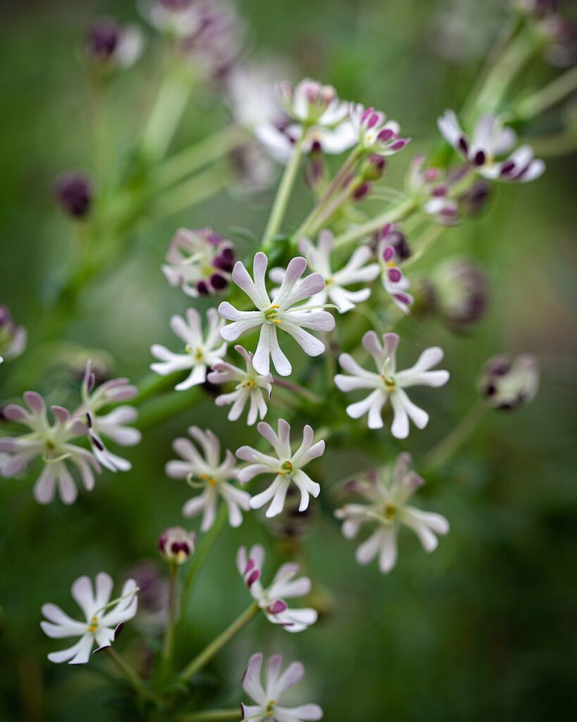 Night Phlox