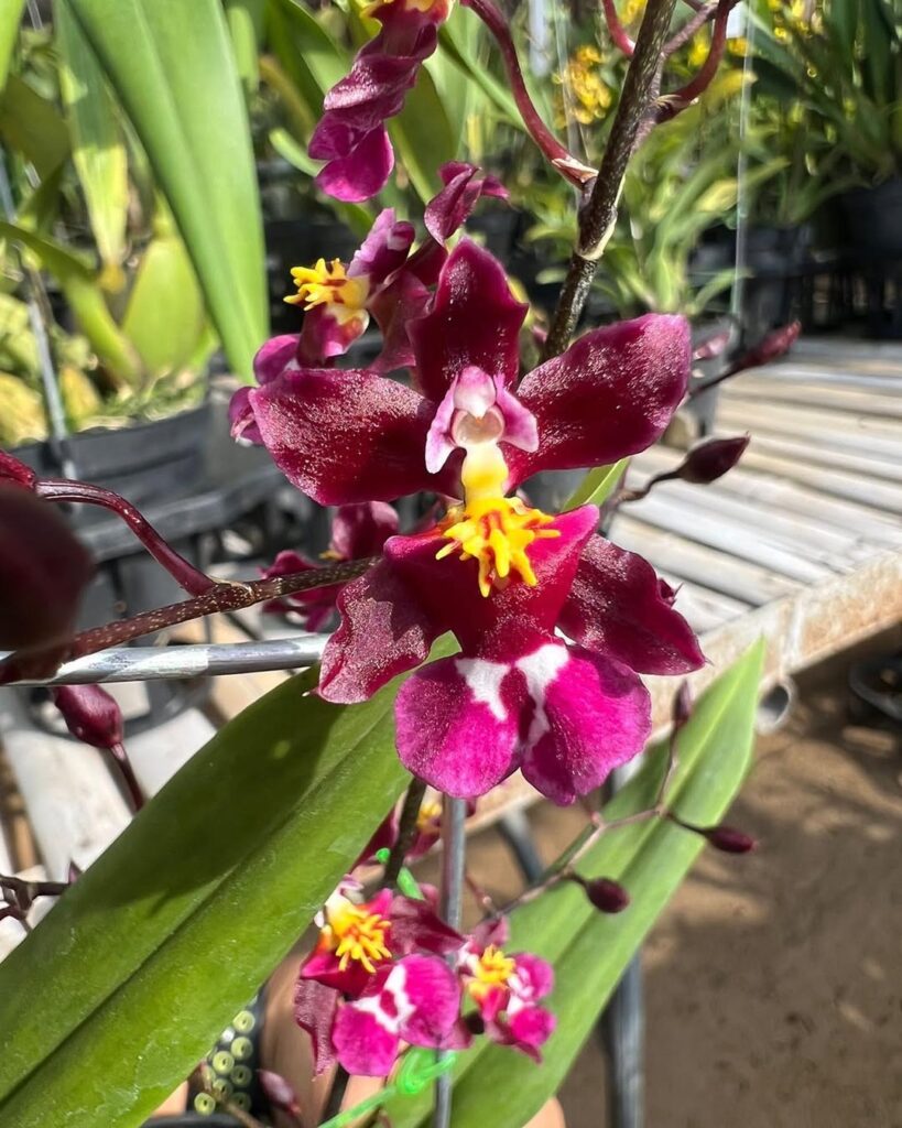 Oncidium Orchid