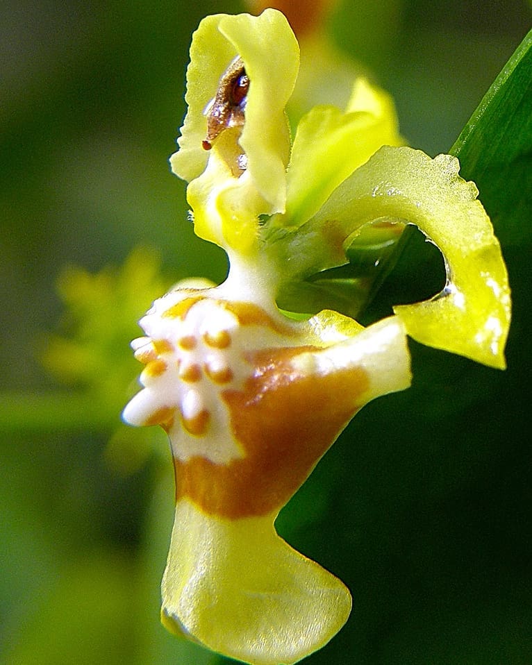 Oncidium abortivum