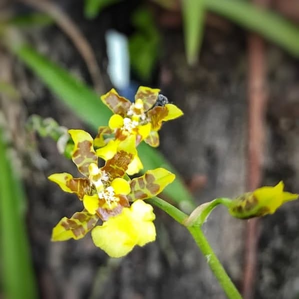 Oncidium abruptum