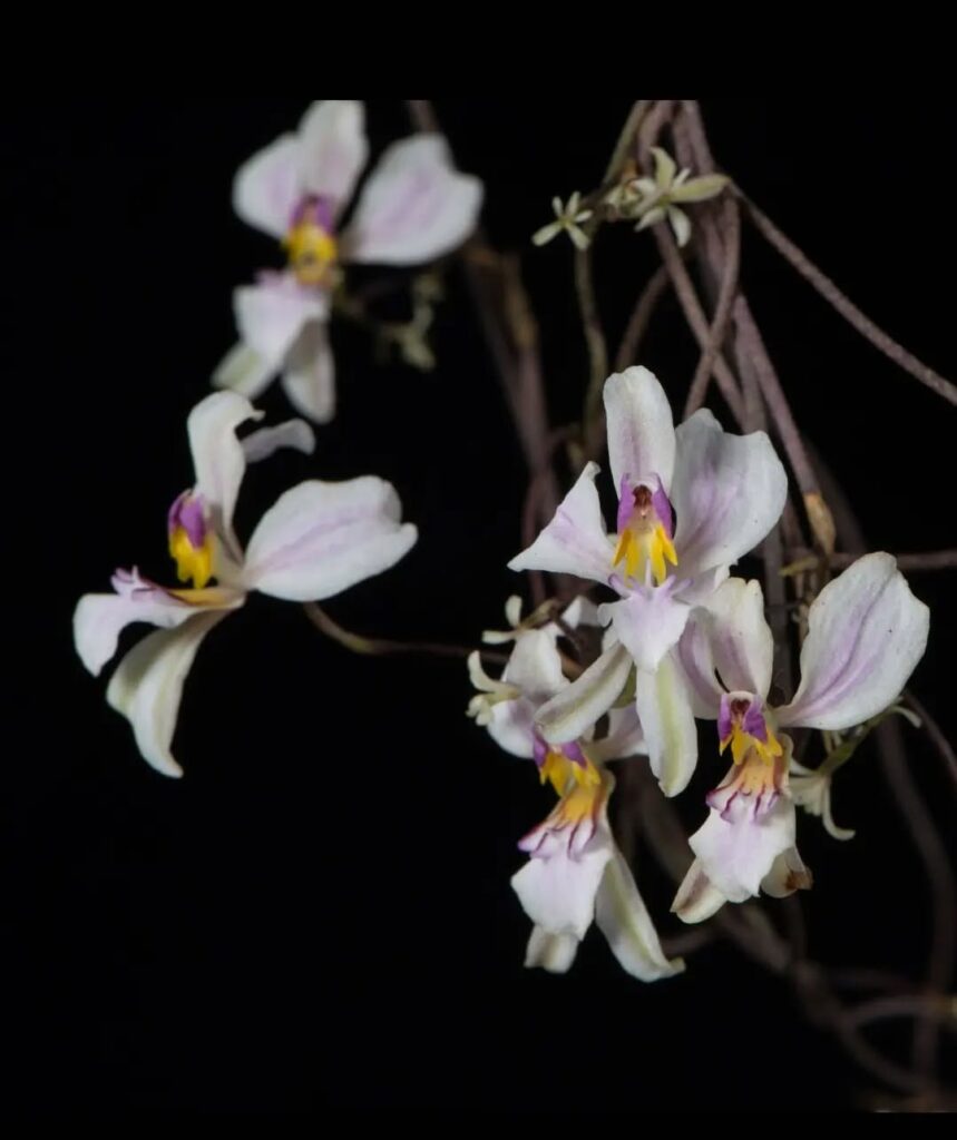 Oncidium acinaceum 1