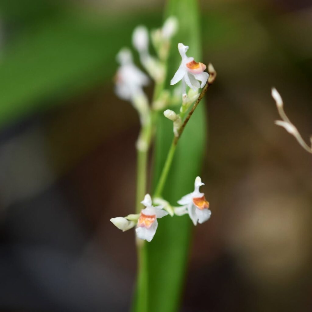 Oncidium adamsii 1