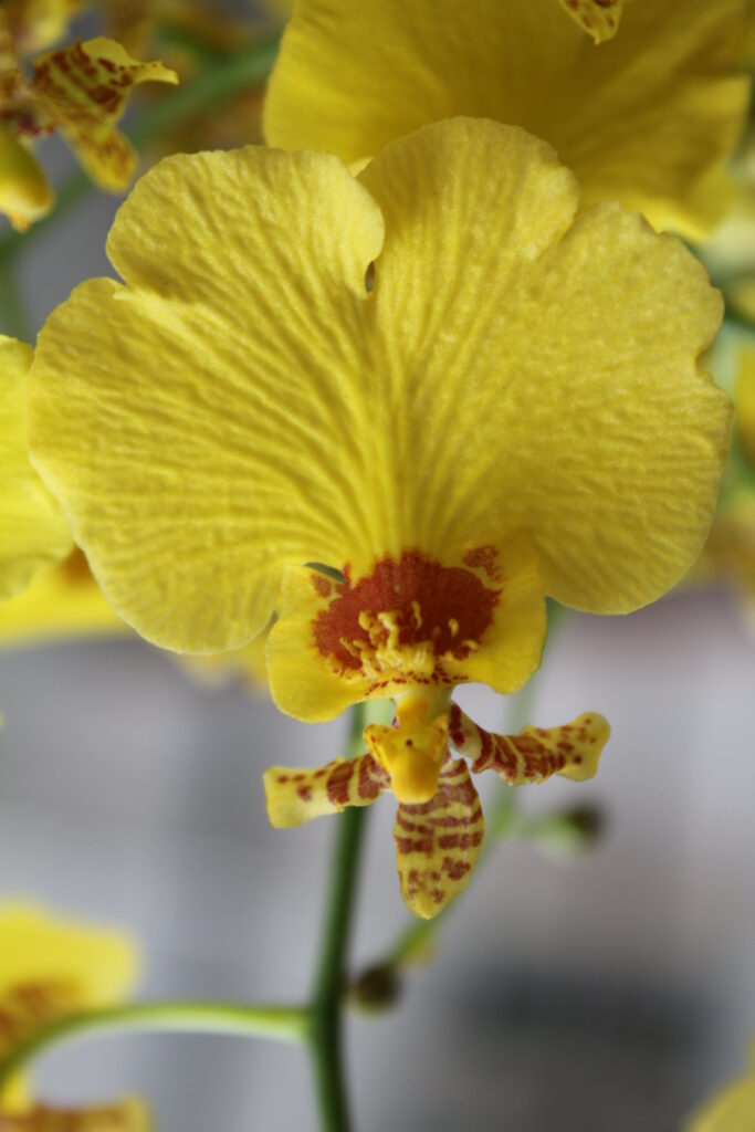 Oncidium alberti 1
