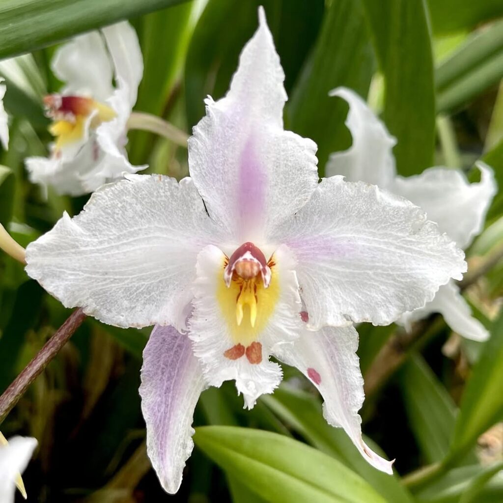 Oncidium alexandrae